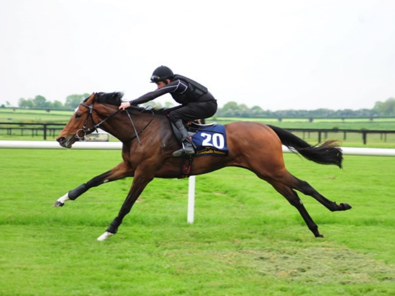 Tattersalls Ireland-Goresbridge Breeze-Up Catalogue Released