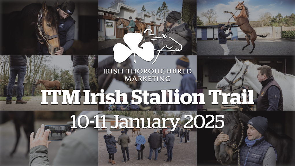 ITM Irish Stallion Trail