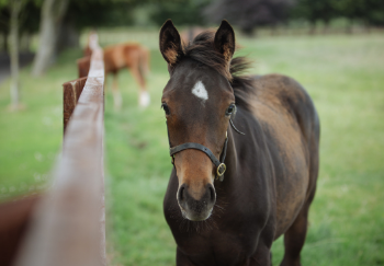 Irish Horse Welfare Trust