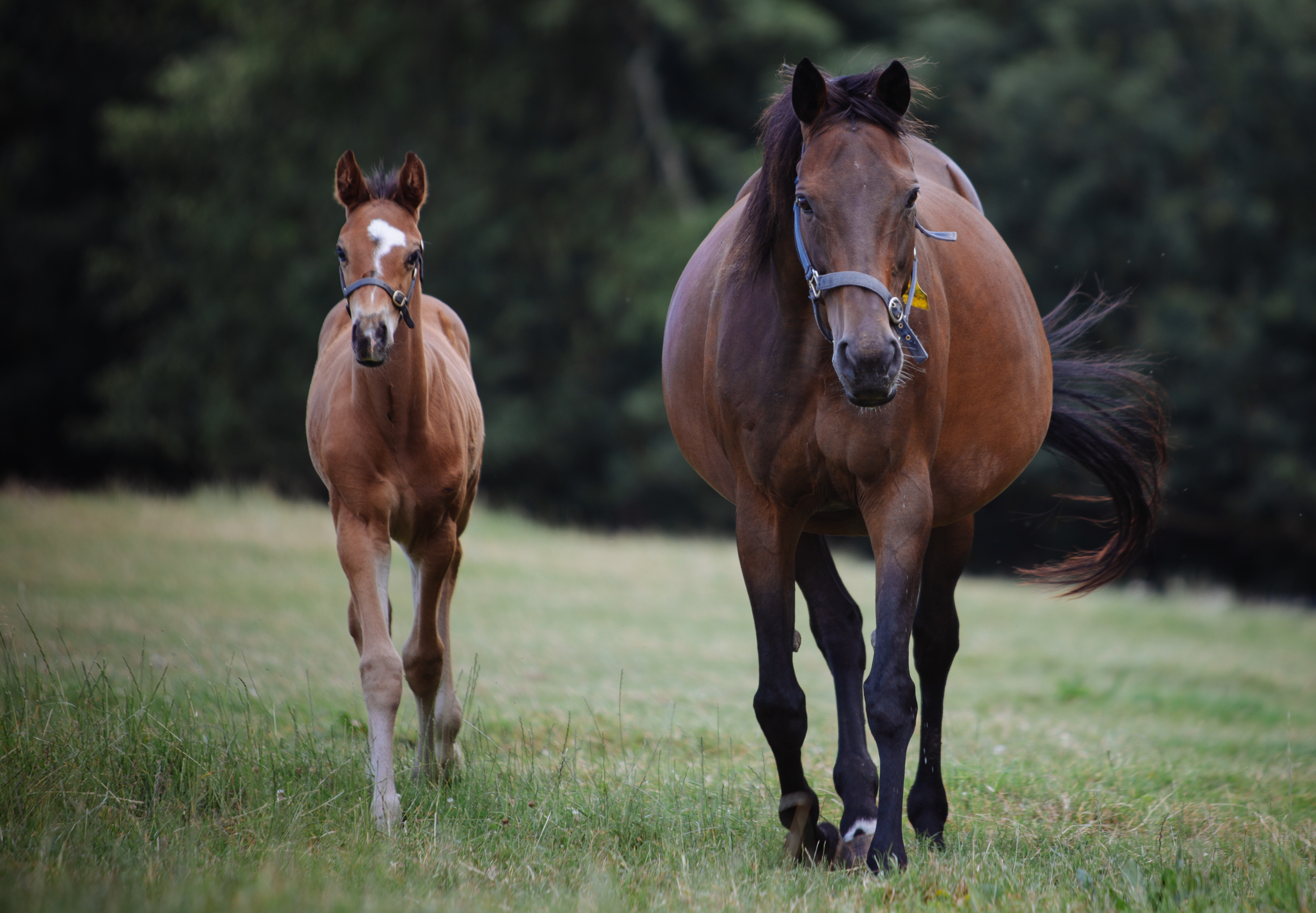 Horse Safety & Care