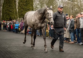 ITM Irish Stallion Trail Registrations